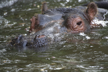 Fototapeta na wymiar Hippopotame immergé 