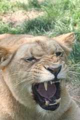 Fototapeta premium Lionne rugissante 3