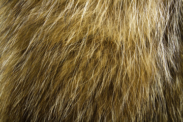 Fur texture. Raccoon dog fur.