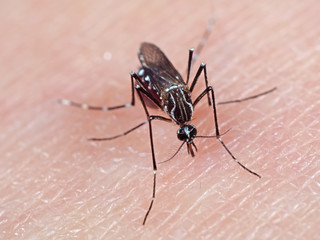 Macro Photo of Mosquito Sucking Blood on Human Skin