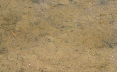 Green water surface creating a beautiful nature background
