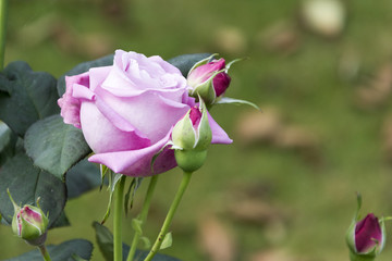 Roses in the Cottage Garden