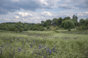 Fototapeta na wymiar rural scenery in Belarus