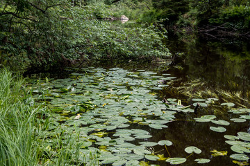 Quiet life by the shore of the forest river