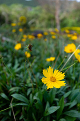 Coreopsis field at  Les Makes in Saint Louis, Reunion Island