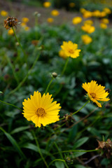 Coreopsis field at  Les Makes in Saint Louis, Reunion Island