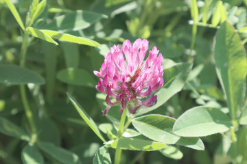 clover, flower, pink, nature, plant, green, summer, flowers, blossom, purple, red, beautiful, grass, flowering, flora, floral, petal, color, field, blooming