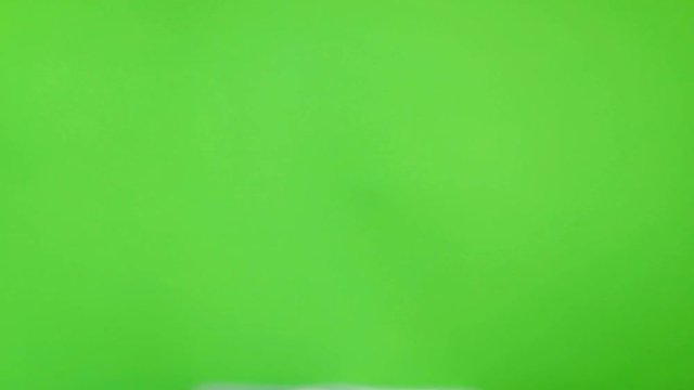 Dog looking to the cam and then leaving. Video footage. Green chroma key background. Lovely white Jack Russell terrier dog. Pet theme