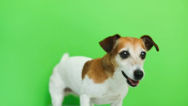 Active energetic dog portrait. comes and goes twice. licking.Video footage. Green chroma key background. Lovely white Jack Russell terrier dog. Cute animals theme