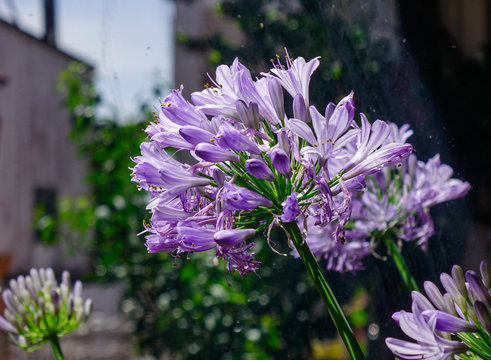 African Blue Lily Flower