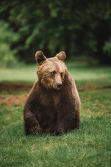 Obraz na płótnie Canvas Wild young brown bear portrait