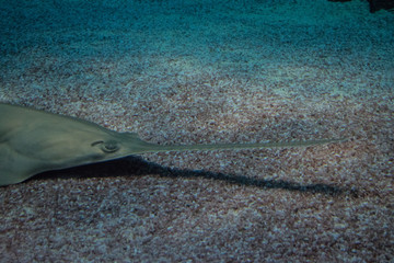 sawfish in aquarium