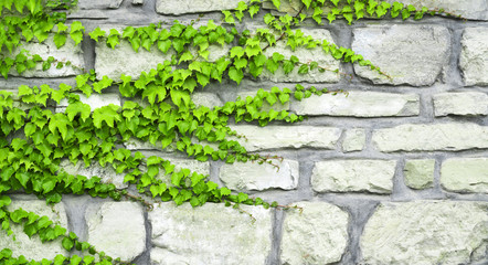 The green ivy curls on a stone wall