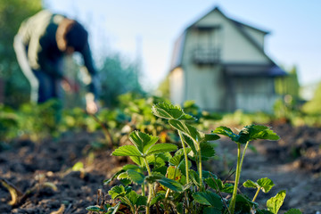 Woman weeding the strawberry beds in the garden with a country house on the background