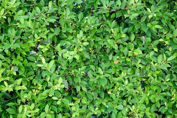 Fototapeta na wymiar green ivy bush wall in garden