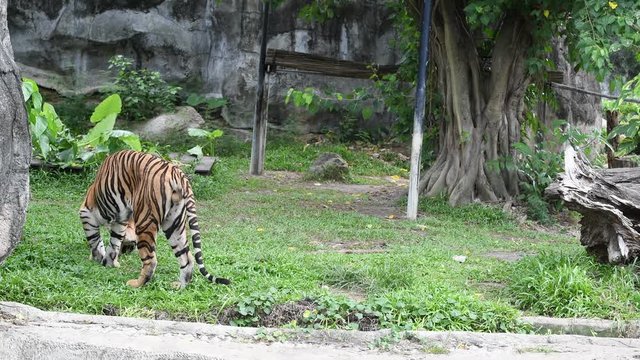 Tiger in zoo