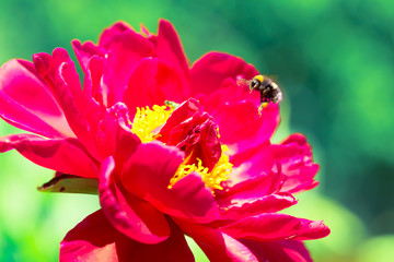 Bumblebee flying over a red peony flower in summer. Macro image. Natural background.