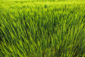 View of beautiful wheat field with green spikelets