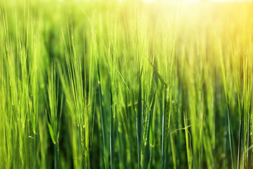 Wheat green spikelets in field on sunny day