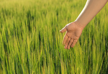 Man touching wheat spikelets in green field