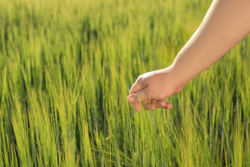 Man touching wheat spikelets in green field