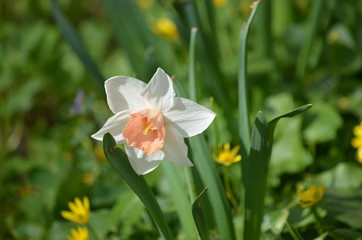 flower spring