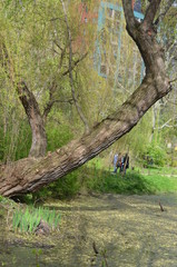 spring nature
