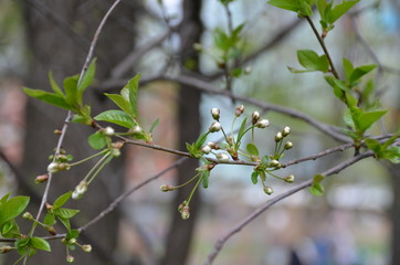 flower spring