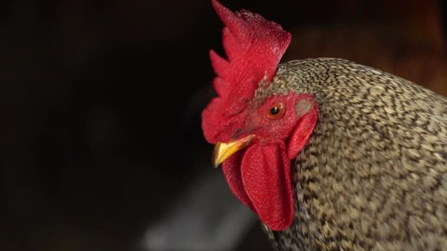 portrait of a gray cock on the farm, slow motion