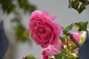 Obraz premium rose pink flower