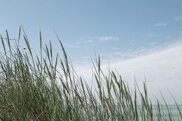 Dune grass on the beach of the Baltic sea. Wild grass on coast of sea in summer as background.