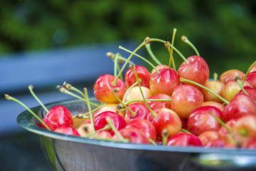 Red yellow cherries with petioles in the bowl