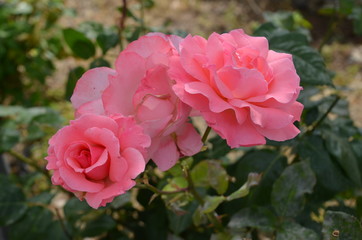 rose pink flower