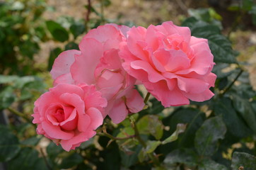 rose pink flower