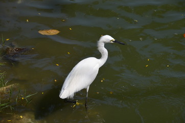 white bird Heron