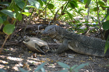 Monitor lizard Varanus asia