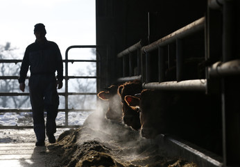 Agriculteur a la ferme