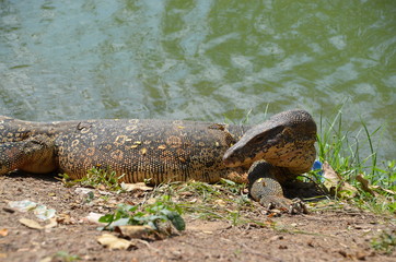 Obraz premium Monitor lizard Varanus asia