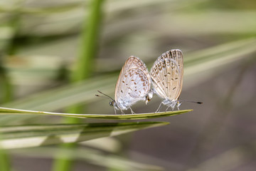 Love couple butterfly, mating pair of butterflies, close up. Bali, Indonesia