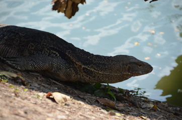 Monitor lizard Varanus asia