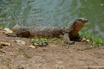 Monitor lizard Varanus asia