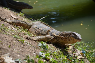 Monitor lizard Varanus asia