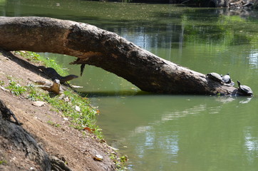 Monitor lizard Varanus asia