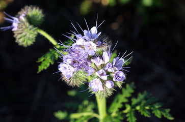 Phacelia is a genus of plants of the family Boraginaceae