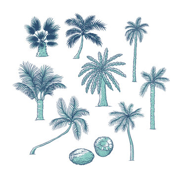 Vector set of palm. Different kinds of tropical trees and coconut. Contour sketch illustration isolated on white background.