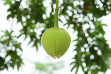 African baobab fruit or Monkey bread