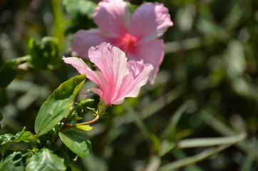 Hibiscus pink flower
