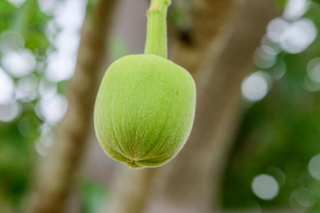 African baobab fruit or Monkey bread