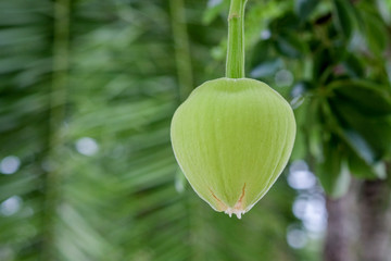 African baobab fruit or Monkey bread