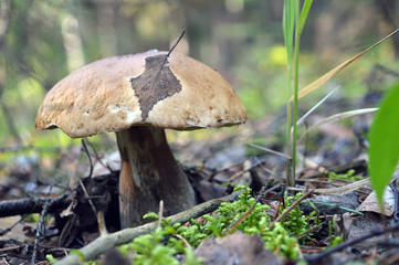 Forest mushroom, with an autumn leaf on the bonnet